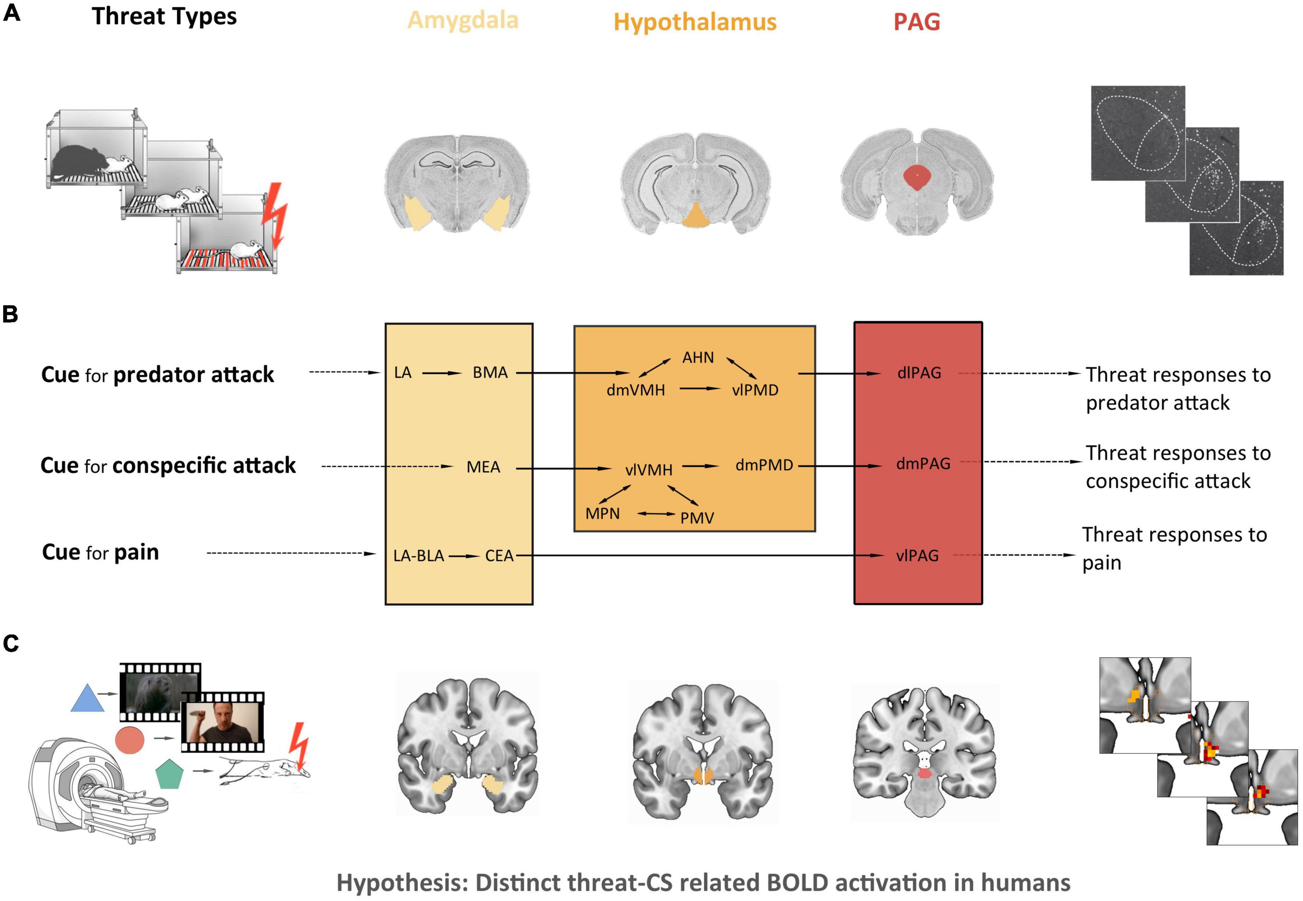 Human threat circuits: Threats of pain, aggressive conspecific, and predator elicit distinct BOLD activations in the amygdala and hypothalamus